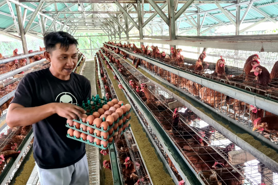 Harga Telur Anjlok, Pemprov Jatim Genjot Penyerapan